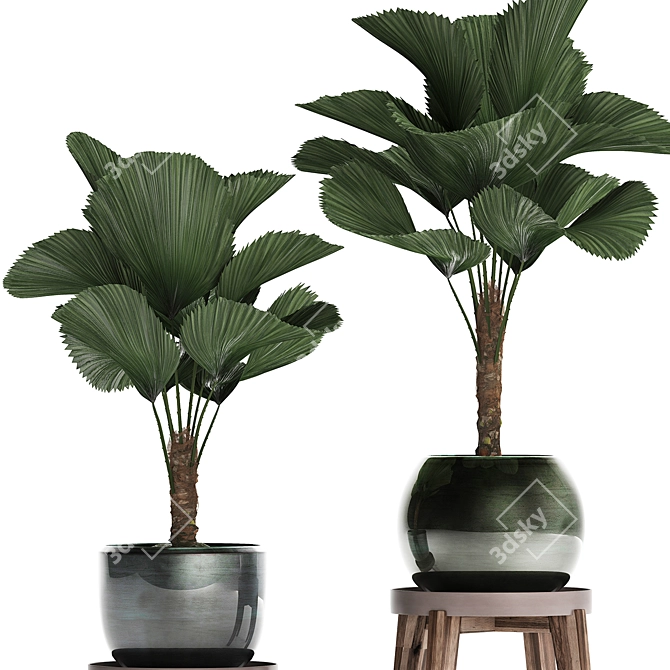 Exotic Licuala Palm Collection 3D model image 4