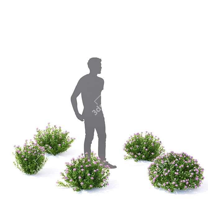 Japanese Spiraea Little Princess Bushes 3D model image 3