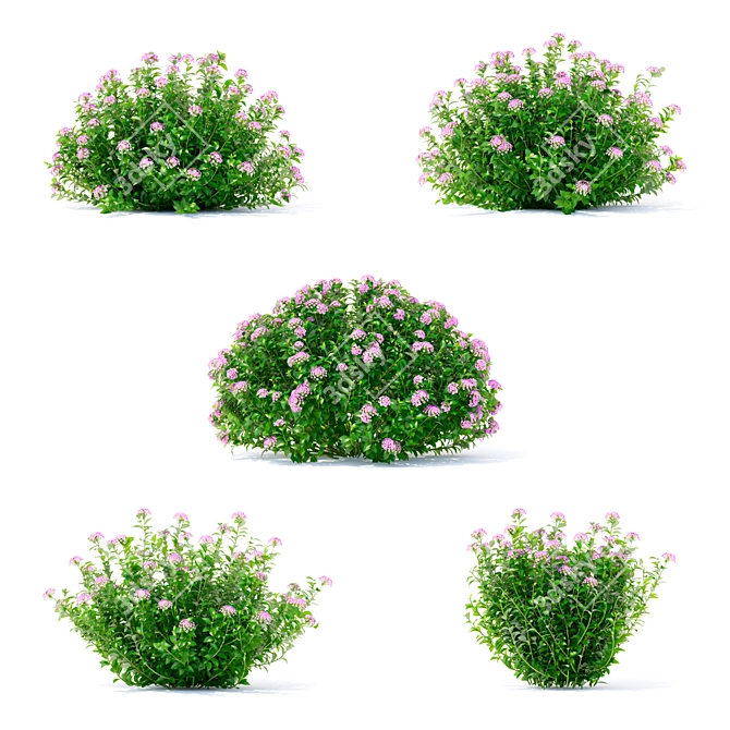 Japanese Spiraea Little Princess Bushes 3D model image 4