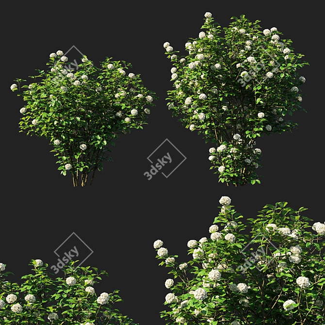 Blue Muffin Arrowwood Viburnum 3D model image 1