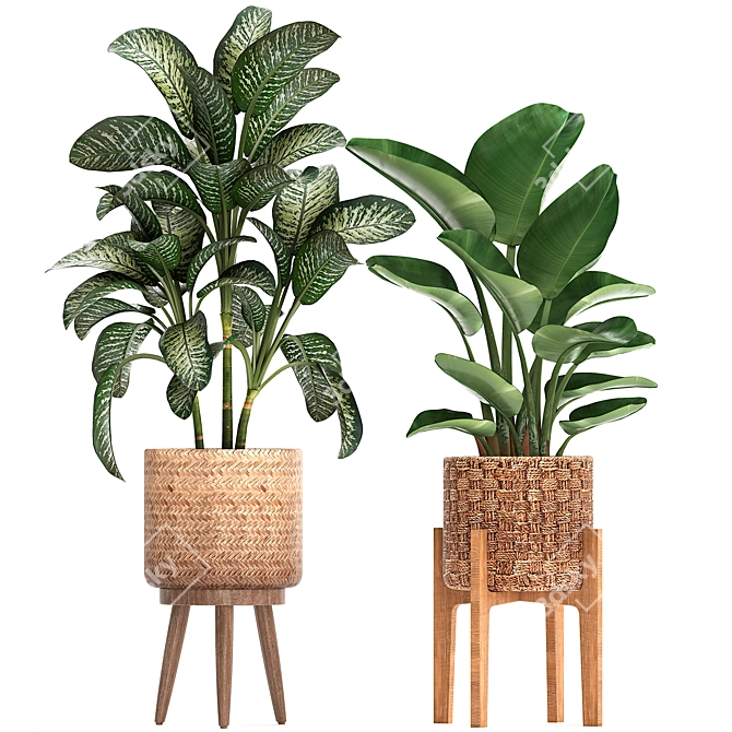 Exotic Plant Collection 3D model image 2