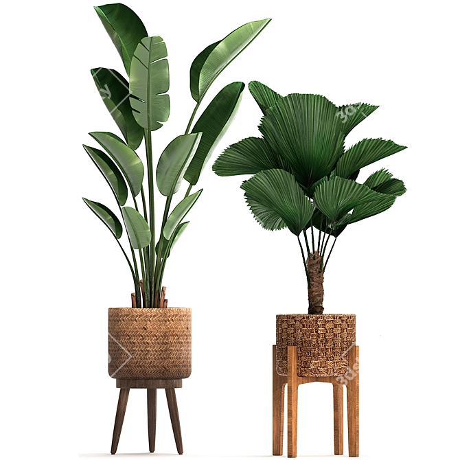 Exotic Plant Collection 3D model image 3