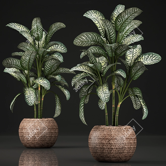 Exotic Plant Collection: Dieffenbachia Spotting 3D model image 1