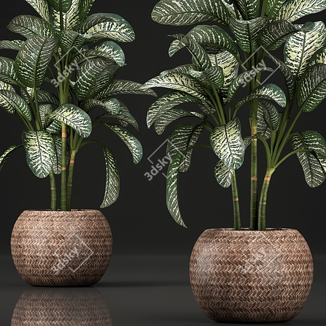 Exotic Plant Collection: Dieffenbachia Spotting 3D model image 2