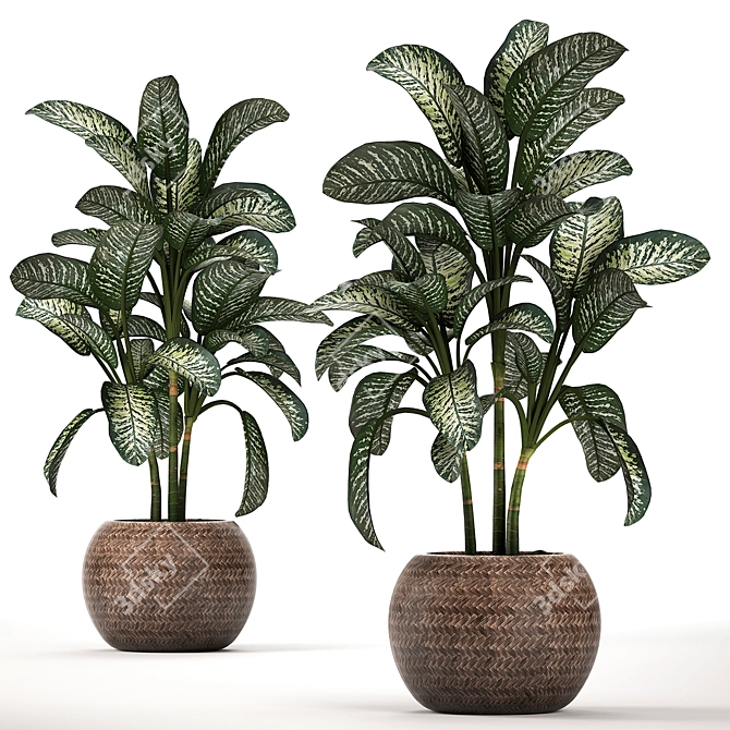 Exotic Plant Collection: Dieffenbachia Spotting 3D model image 3