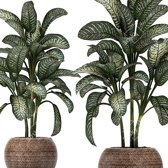 Exotic Plant Collection: Dieffenbachia Spotting 3D model image 4