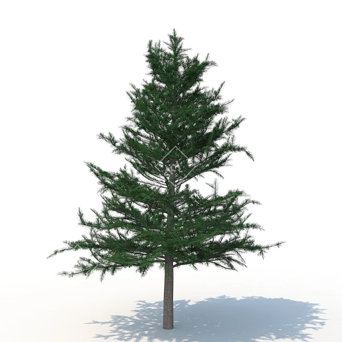 Spruce V1: High-Quality 3D Tree Model 3D model image 2