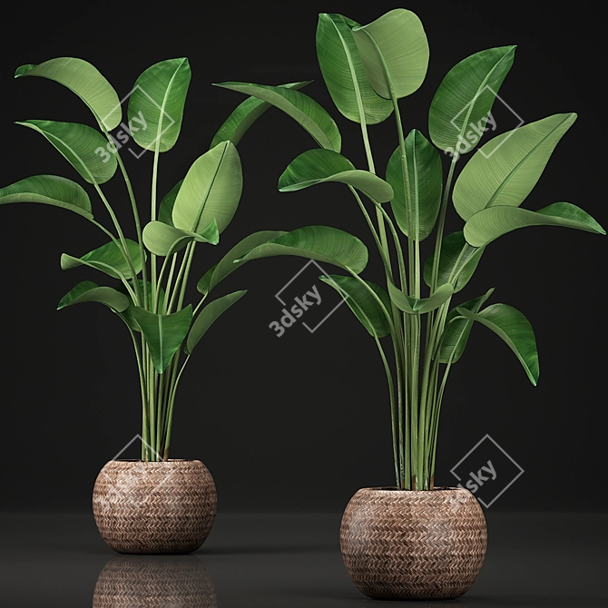 Exotic Houseplant Collection 3D model image 1