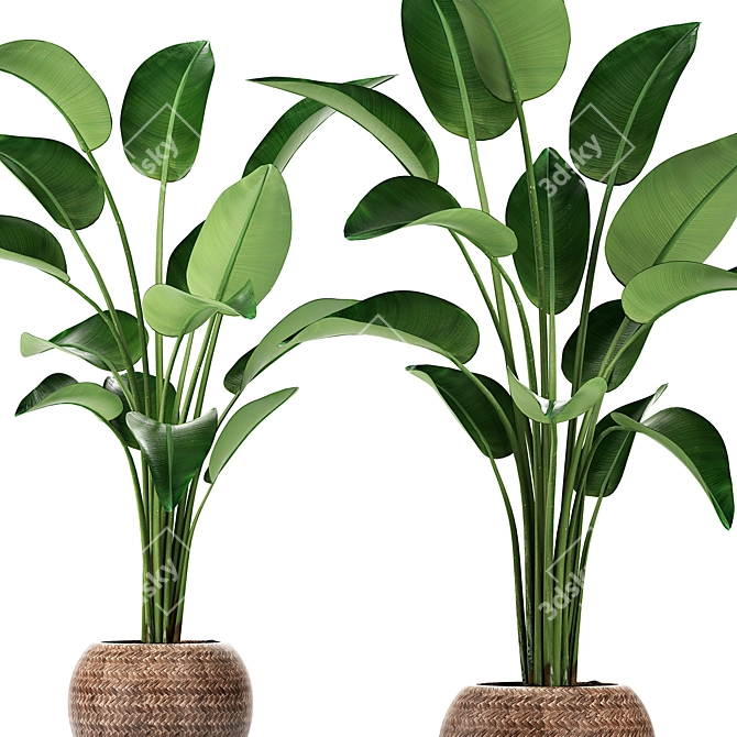 Exotic Houseplant Collection 3D model image 2