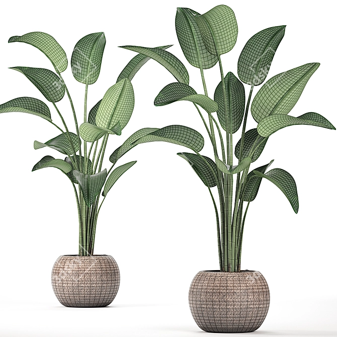 Exotic Houseplant Collection 3D model image 3