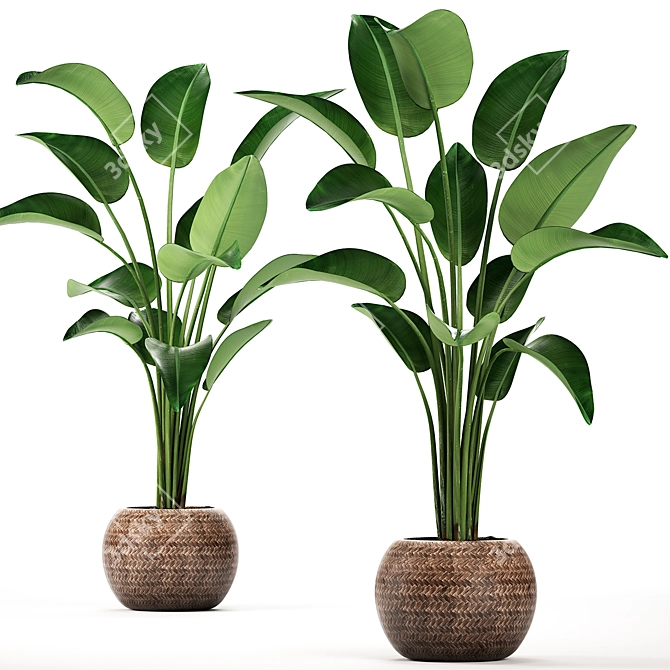 Exotic Houseplant Collection 3D model image 4