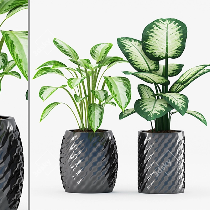 Tropical Trio: Chinese Evergreen & Dumb Cane 3D model image 1