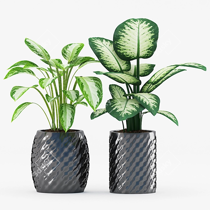 Tropical Trio: Chinese Evergreen & Dumb Cane 3D model image 2