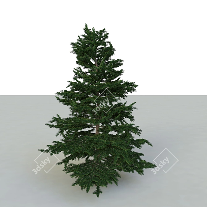 Spruce V3 - High-quality 3D Tree Model 3D model image 2