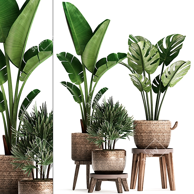 Exotic Indoor Plant Collection 3D model image 1