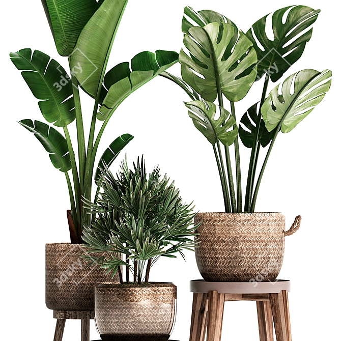 Exotic Indoor Plant Collection 3D model image 4