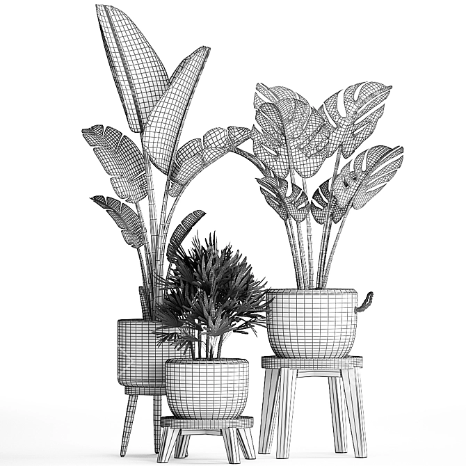 Exotic Indoor Plant Collection 3D model image 5