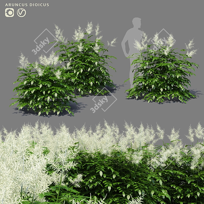 Aruncus Dioicus Flowers - Stunning and Lifelike 3D model image 1