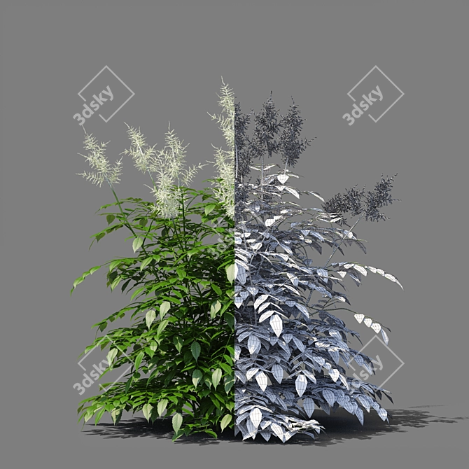 Aruncus Dioicus Flowers - Stunning and Lifelike 3D model image 2