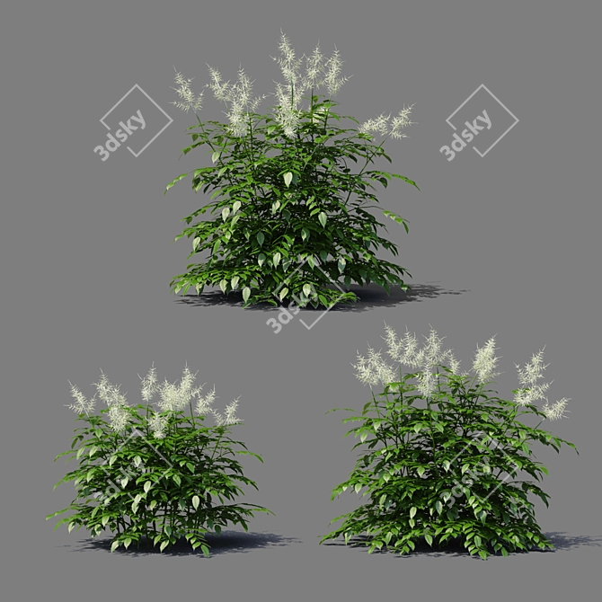 Aruncus Dioicus Flowers - Stunning and Lifelike 3D model image 3