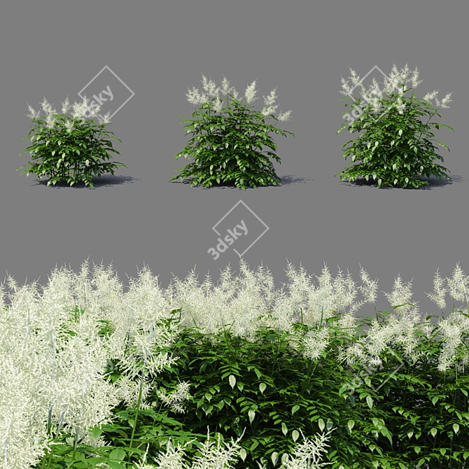 Aruncus Dioicus Flowers - Stunning and Lifelike 3D model image 4