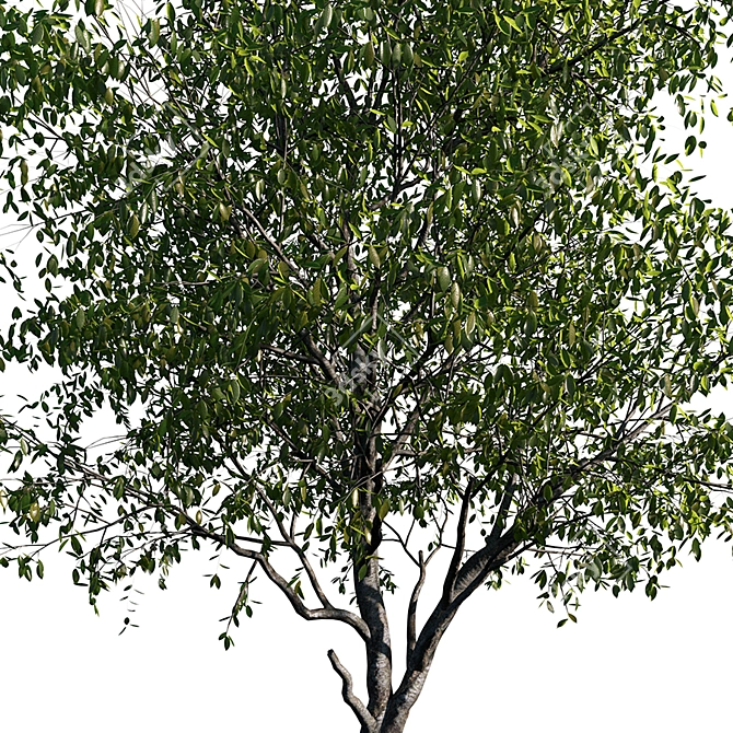 Realistic Cherry Tree Model 3D model image 3