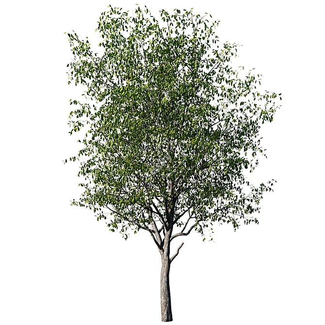 Realistic Cherry Tree Model 3D model image 4