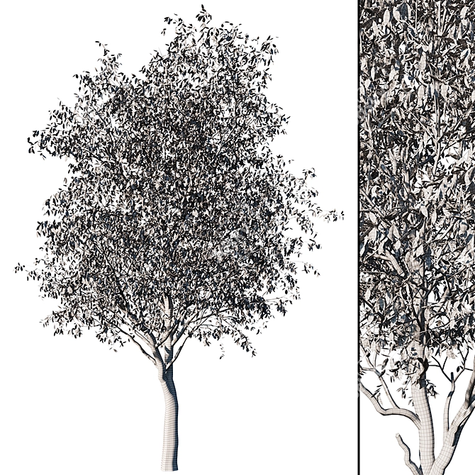 Realistic Cherry Tree Model 3D model image 5