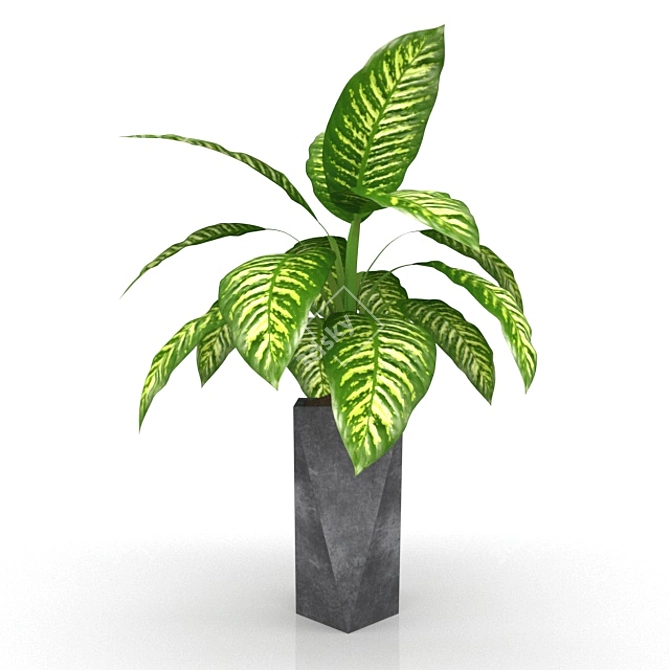 Exquisite Dieffenbachia: Polys 124,282 3D model image 3