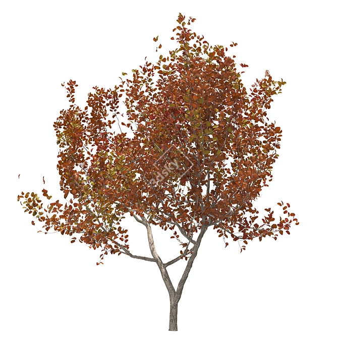 Autumn Treewalk: Serene Seasonal Beauty 3D model image 1