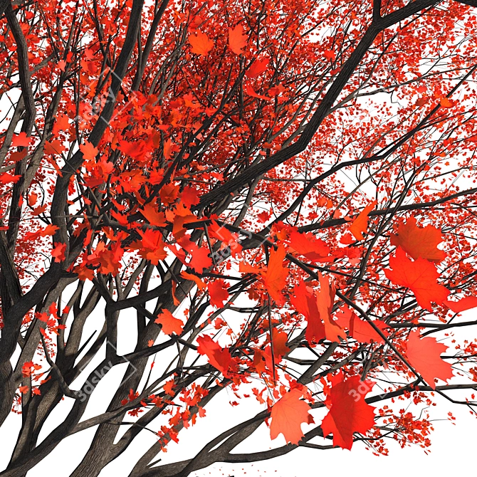  Majestic Red Maple Tree 3D model image 3