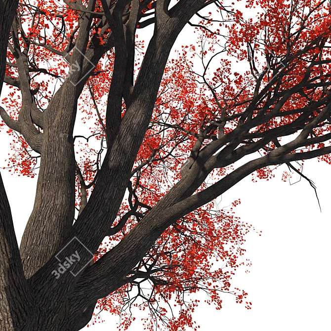  Majestic Red Maple Tree 3D model image 4