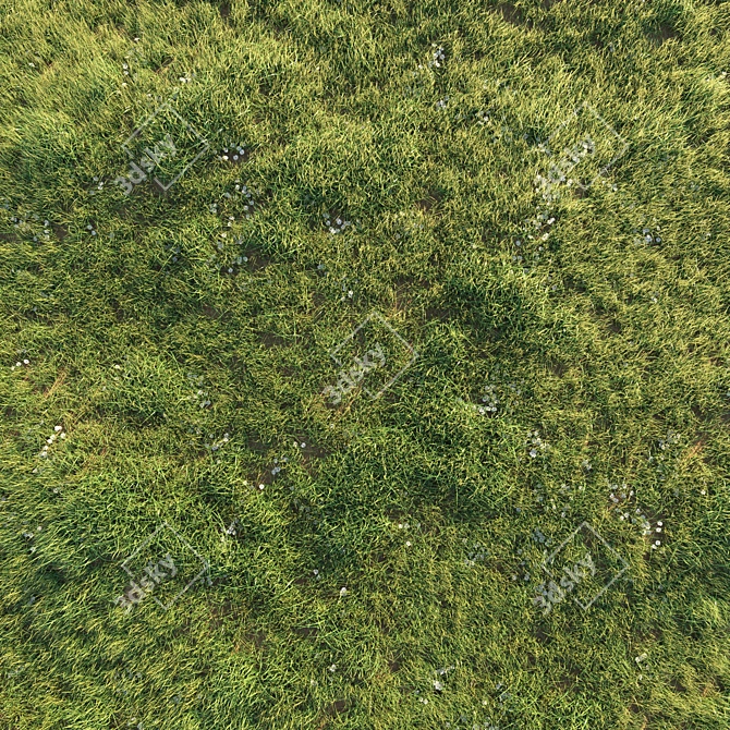 Wild Beauty: Uncut Grass Lawn 3D model image 3