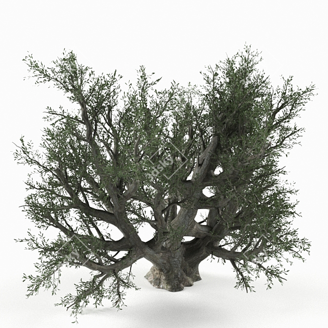 Lifelike Olive Tree Decor 3D model image 1