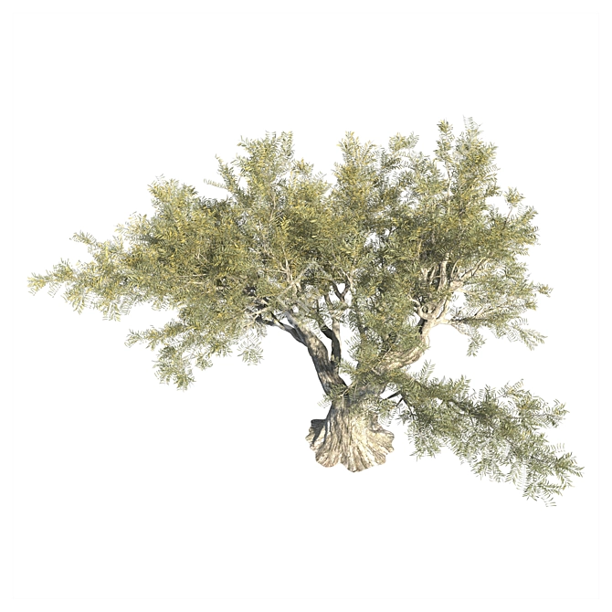 Mediterranean Olive Tree - Evergreen Beauty 3D model image 2