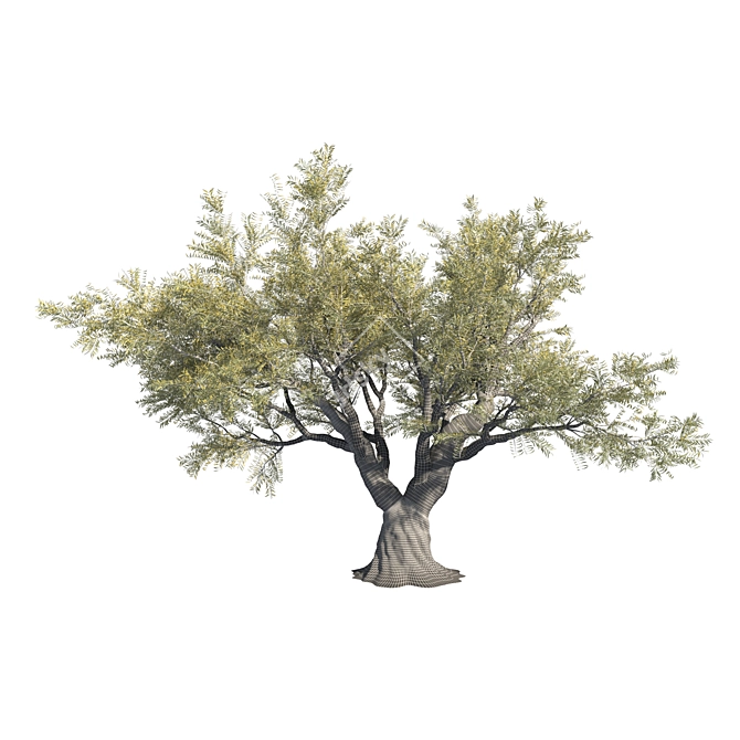 Mediterranean Olive Tree - Evergreen Beauty 3D model image 3