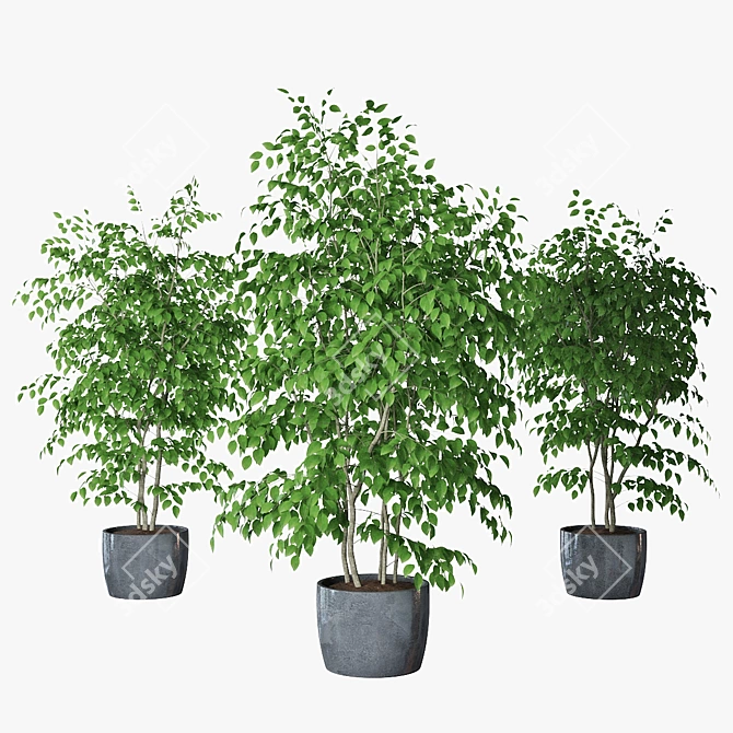 Triple Ficus Benjamin in Pots 3D model image 1