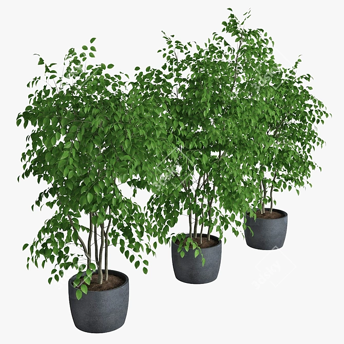 Triple Ficus Benjamin in Pots 3D model image 2