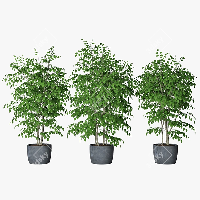 Triple Ficus Benjamin in Pots 3D model image 3