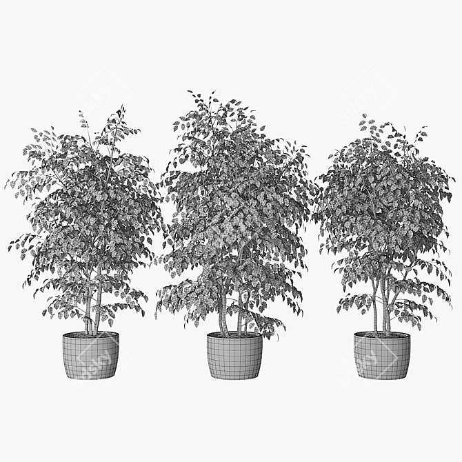 Triple Ficus Benjamin in Pots 3D model image 4