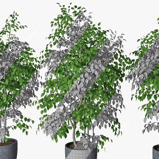 Triple Ficus Benjamin in Pots 3D model image 5
