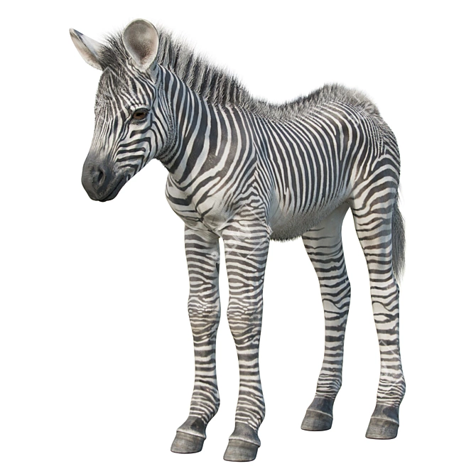 Adorable Baby Zebra Sculpture 3D model image 2