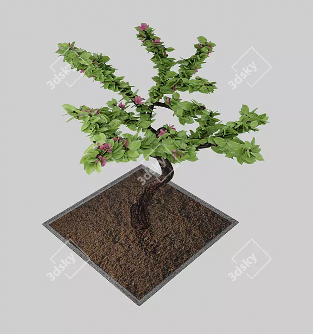 Flowering Bonsai in Pot 3D model image 3