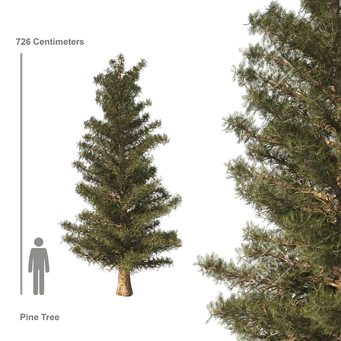  Majestic Pine Tree - 23ft Height 3D model image 1