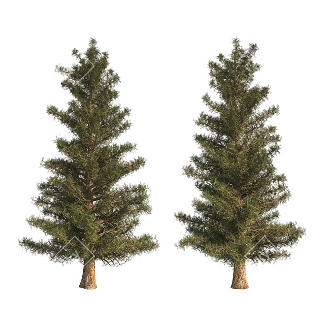  Majestic Pine Tree - 23ft Height 3D model image 2