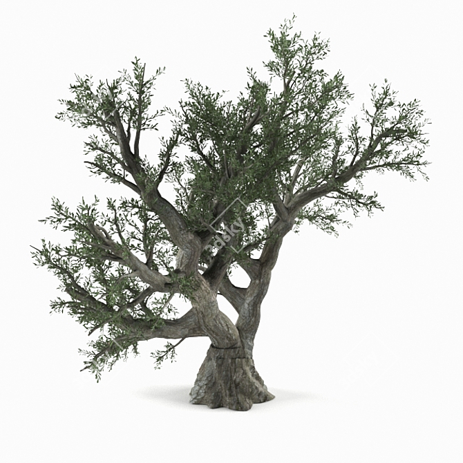  Photo Realistic Olive Tree 3D model image 1