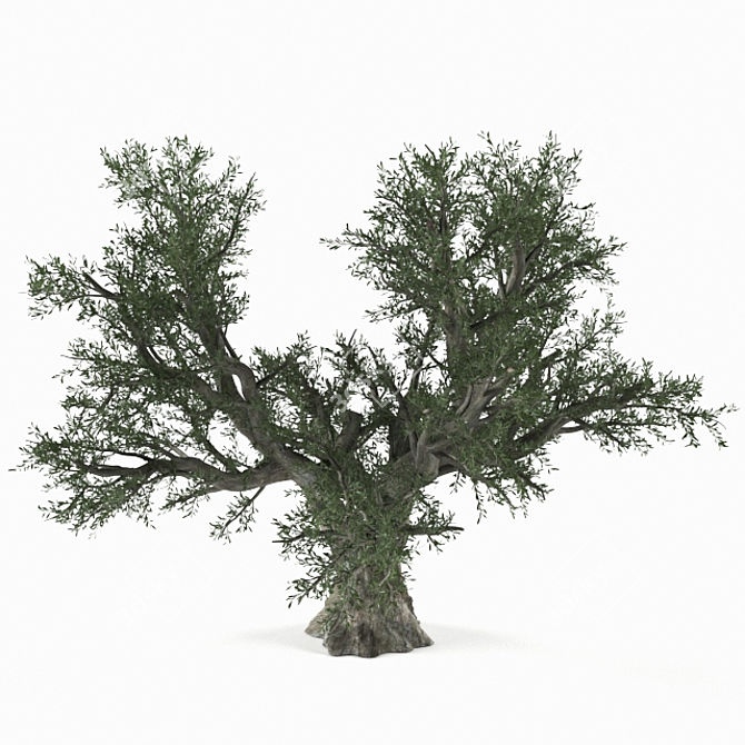 Realistic Olive Tree Sculpture 3D model image 1