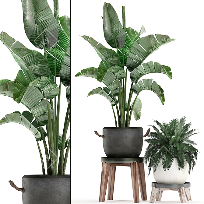 Exotic Houseplant Collection 3D model image 1