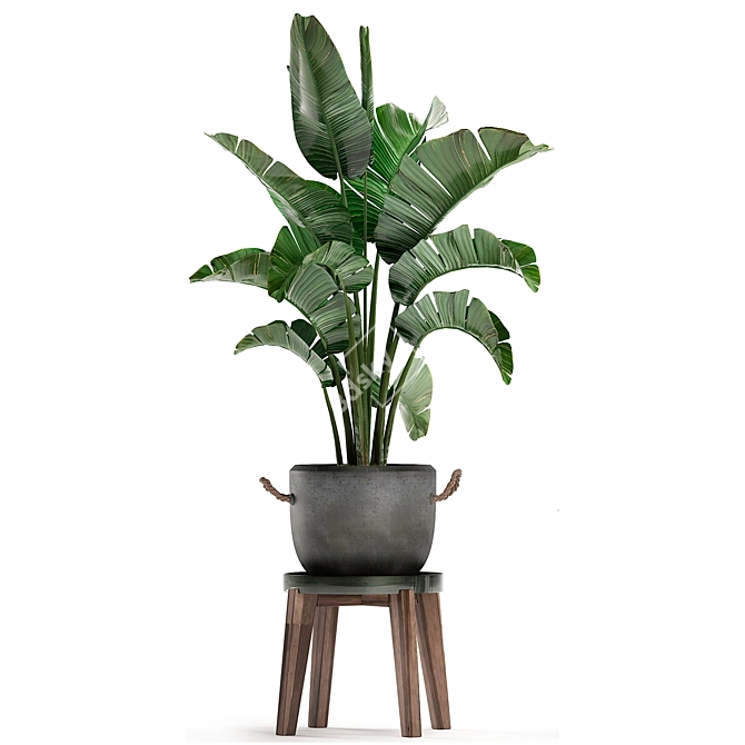 Exotic Houseplant Collection 3D model image 3