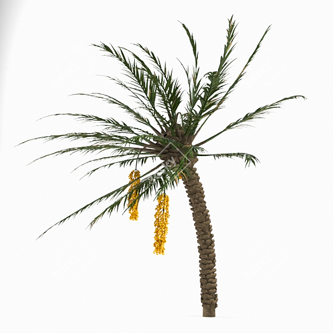Tropical Paradise 3D Palm Tree 3D model image 2
